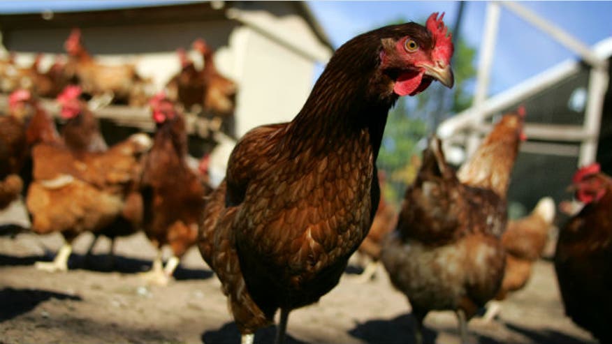 chicken_reuters.jpg
