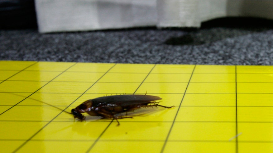 cockroach_reuters.jpg