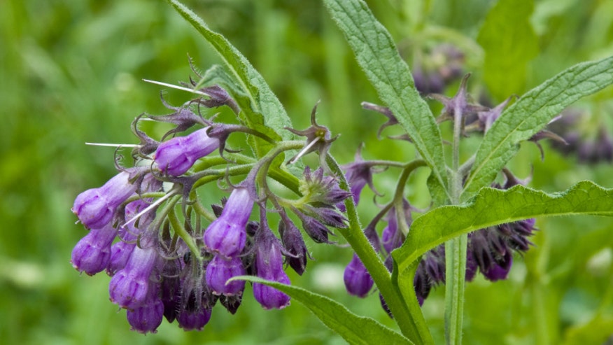 comfrey.jpg