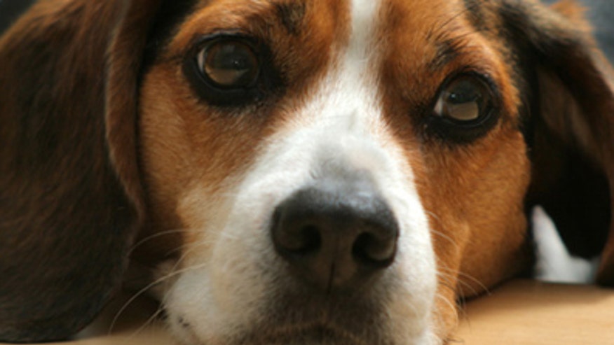 Dog face iStock