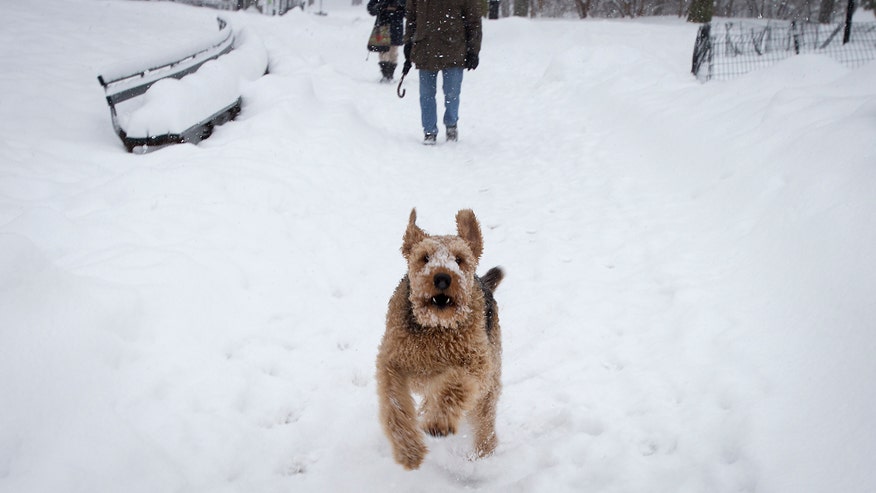 dog_snow_NYC.jpg