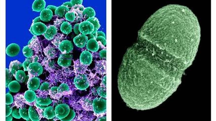 germs.jpg