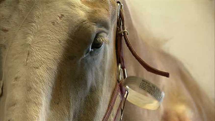 horse.jpg