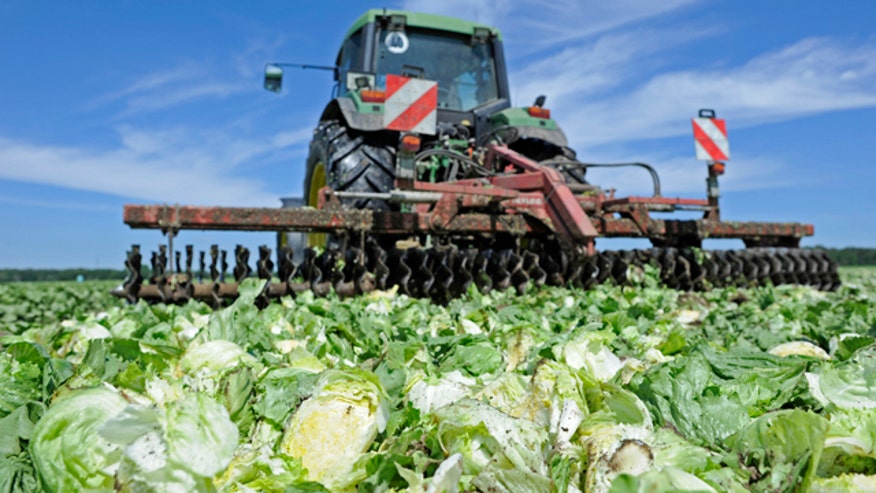 E coli lettuce Germany Reuters