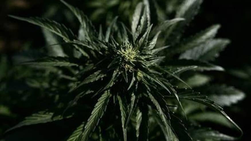 marijuana
