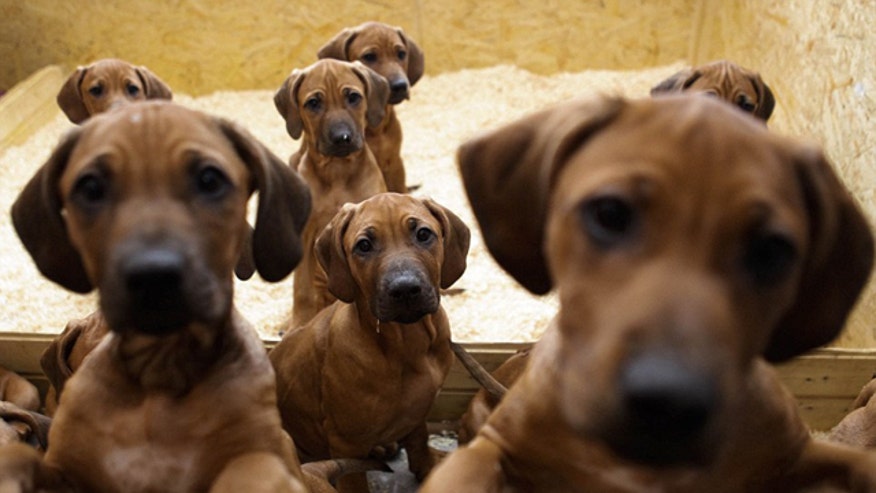 17 Puppies