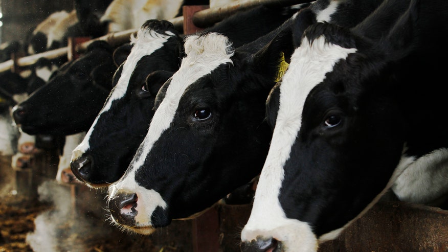 raw_milk_cows.jpg