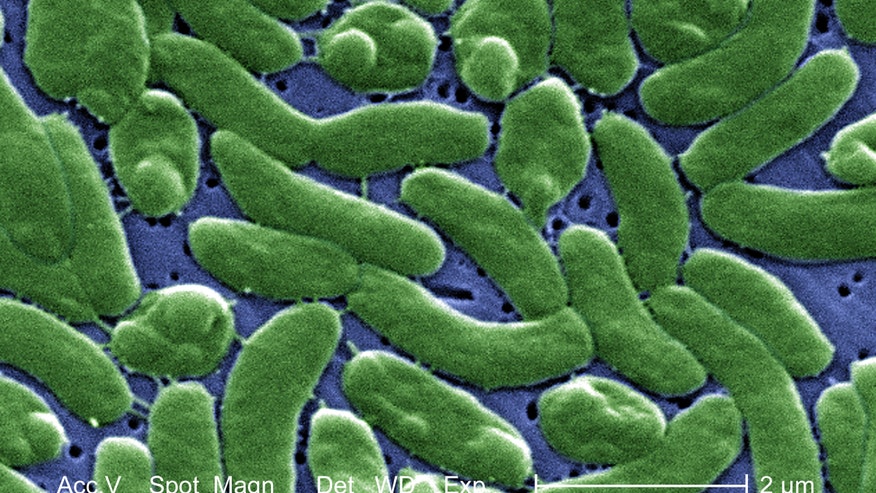 seawaterbacteria.jpg