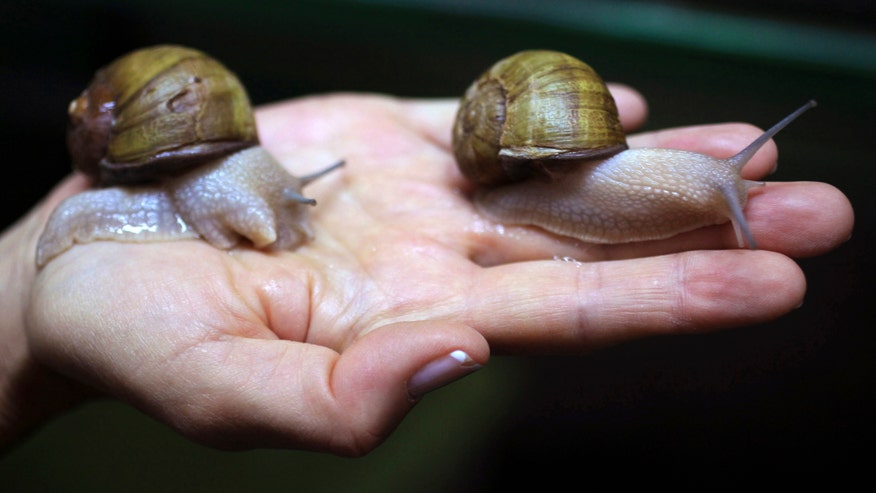 snails.jpg