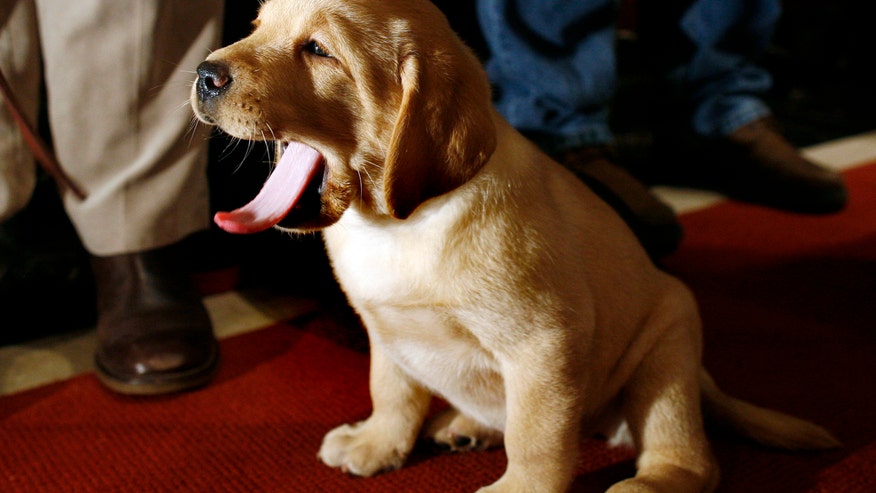 yawning_puppy_reuters.jpg