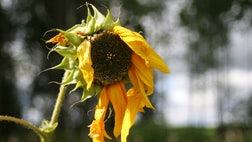 >If your green-thumb dreams have turned into a nightmare, here are some tips on how to revive that dying garden.