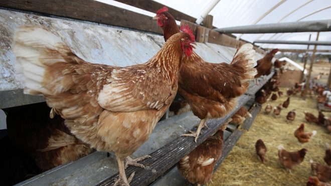 chicks640.jpg