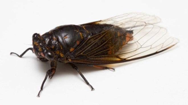 cicada.jpg