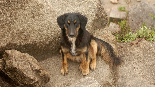 The canine god of Machu Picchu