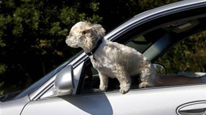 Dog in Car