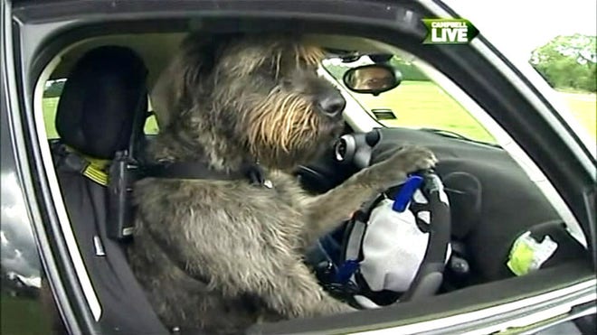 dogdriver.jpg