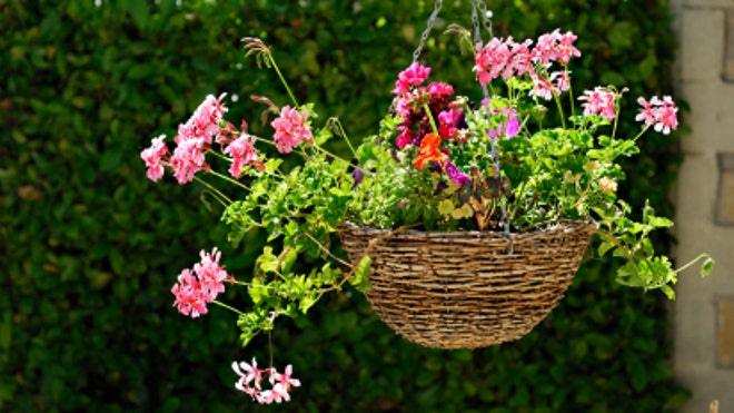 hanging-plants.jpg