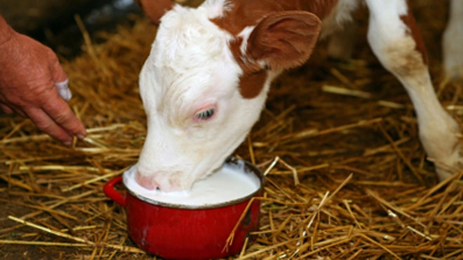 rawmilk.jpg