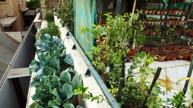 urbangarden660.jpg