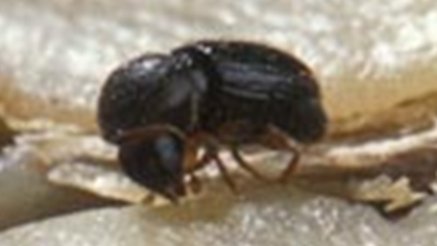 Hypothenemus hampei