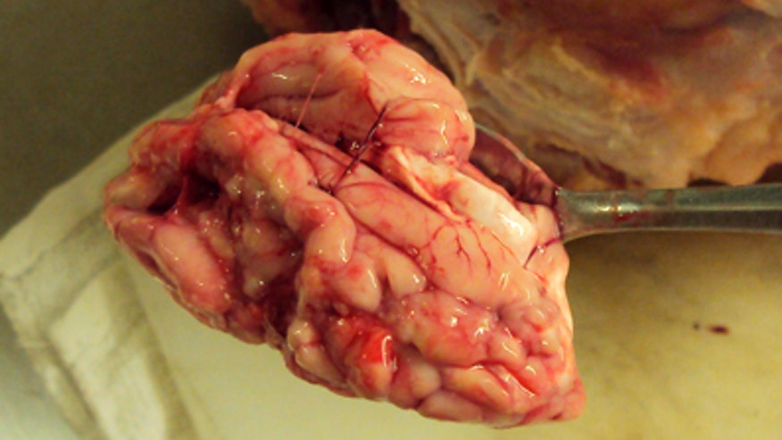 Pig Brain