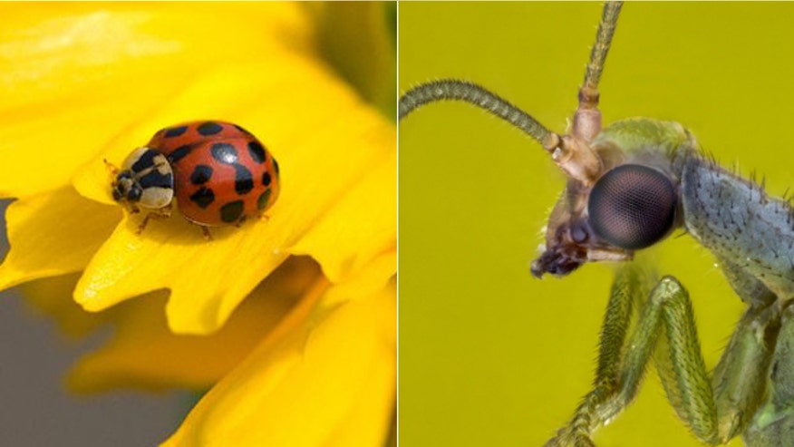 bugs660.jpg