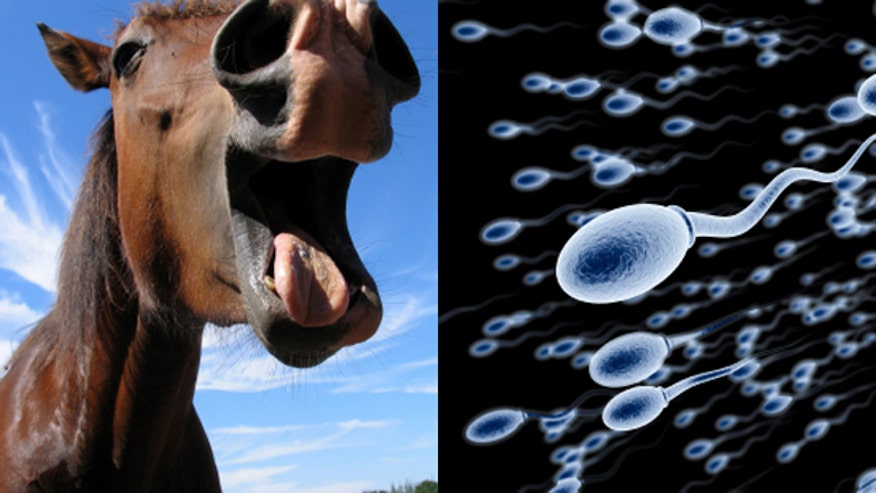 horsesemen.jpg