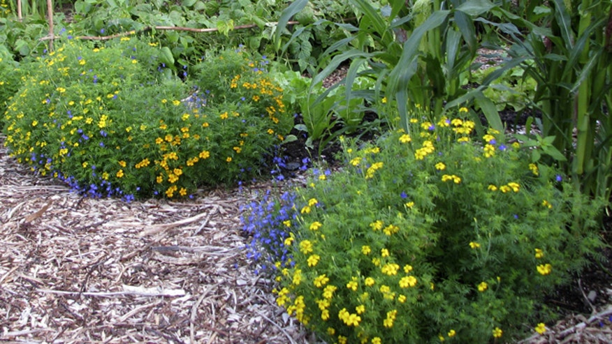 marigolds.jpg