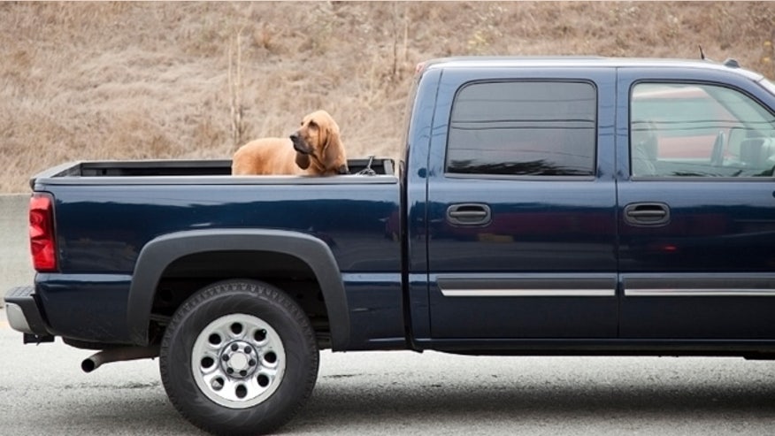 pickup-dog-660.jpg