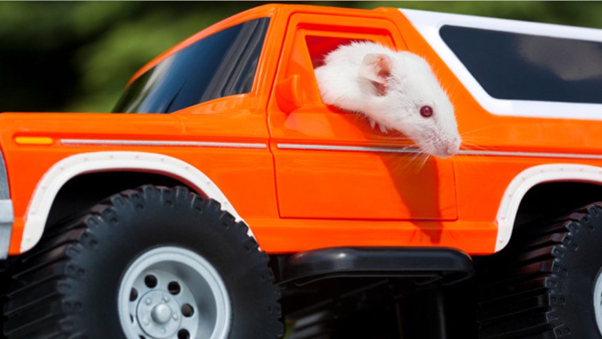 rat-bronco-660.jpg