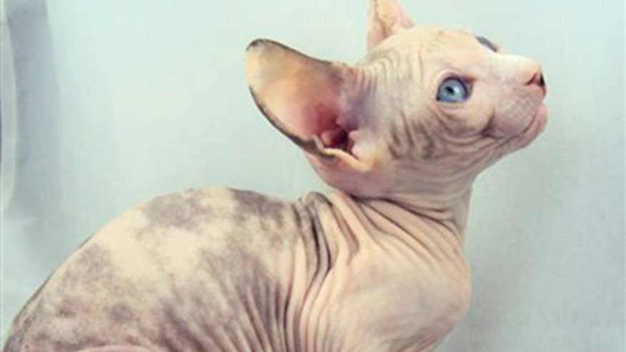 Snickers Hairless