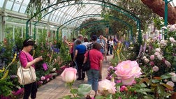 Claude Monet's beloved flower and water gardens in the north of France are world-famous. But for those unable to visit the artist's iconic home, a trip to the Bronx over the next several months will offer a taste of Monet's indisputably radiant living masterpiece — a riotous display of color, plant variety and landscape design.