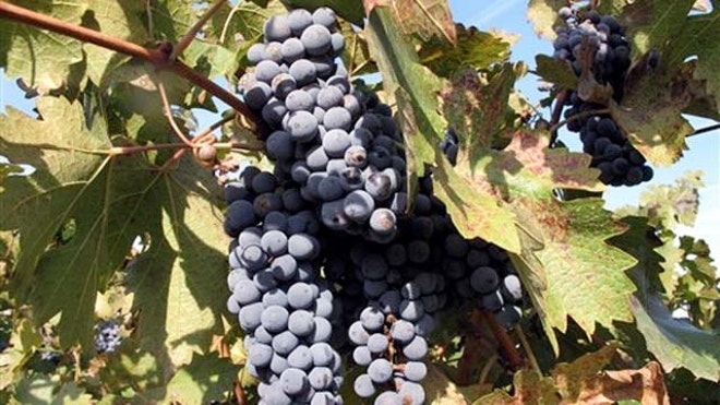 wine_grape.JPG