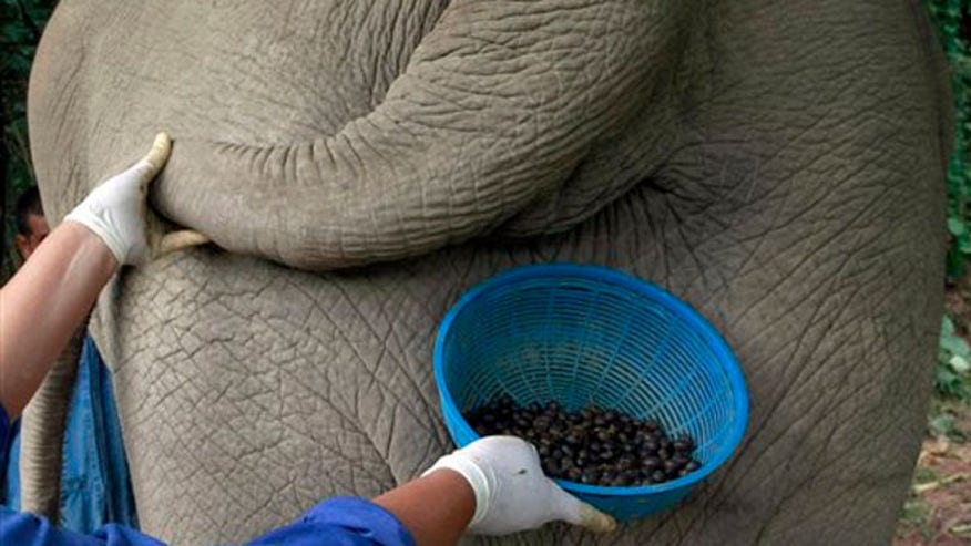 Image result for elephant poop coffee