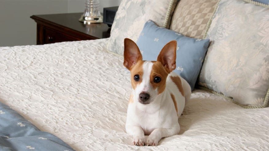 pet_hotel.jpg