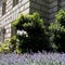 GOP lawmakers say DOJ probe into IRS 'compromised,' demand special counsel