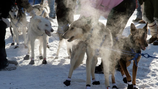 iditarod_dogs
