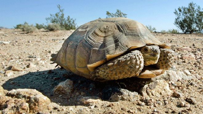 desert-tortoise