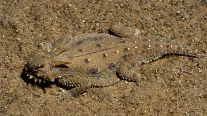 lizard