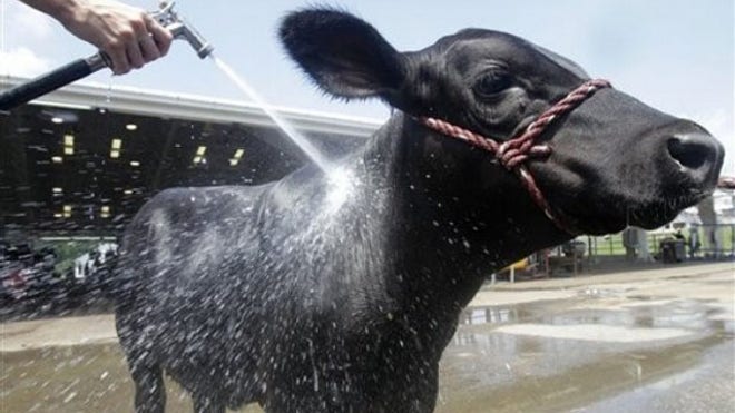 ohio_calf_072111.jpg