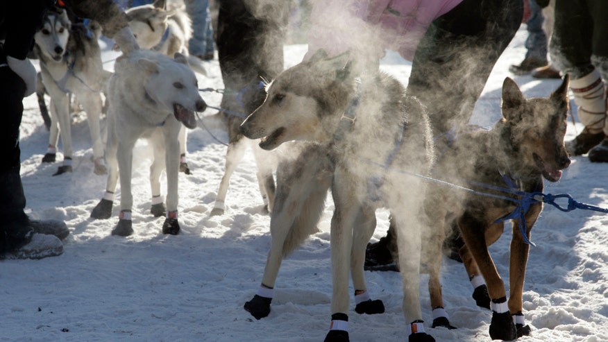 iditarod_dogs
