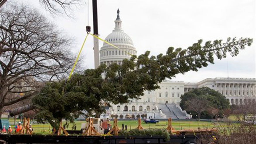 capitol_tree_112811.jpg