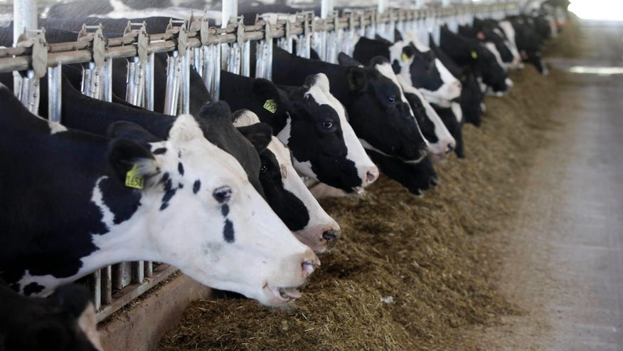 cattle_EPA.jpg