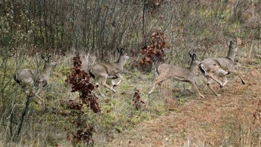 deer_woodspa_112811.jpg