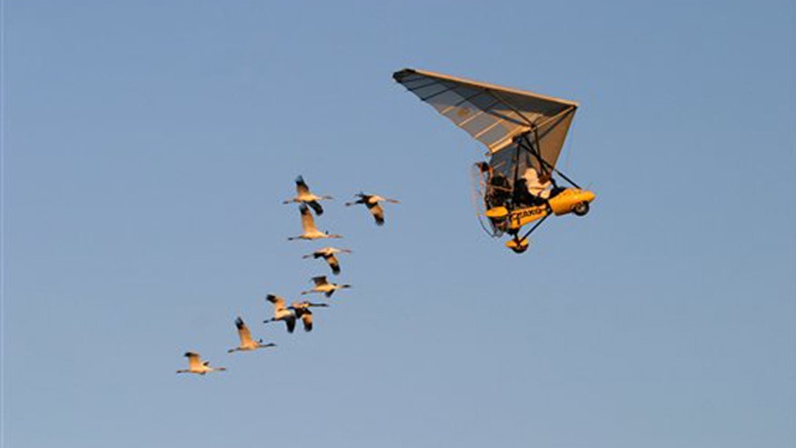planebirds