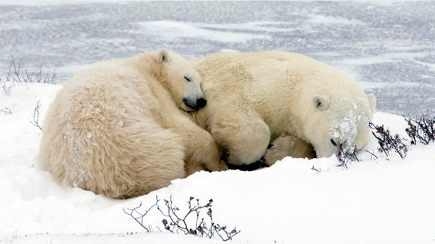 polar_bearssleeping.jpg