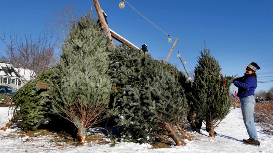tree_maine_121213.jpg