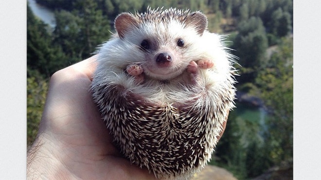 The 16 Most Famous Animals On The Internet Slideshow