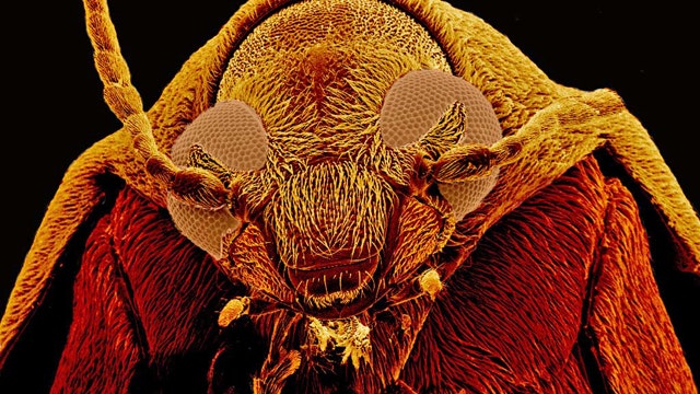 Dung Beetle or Bed Bug: What's the World's Ugliest Bug? | Slideshow ...