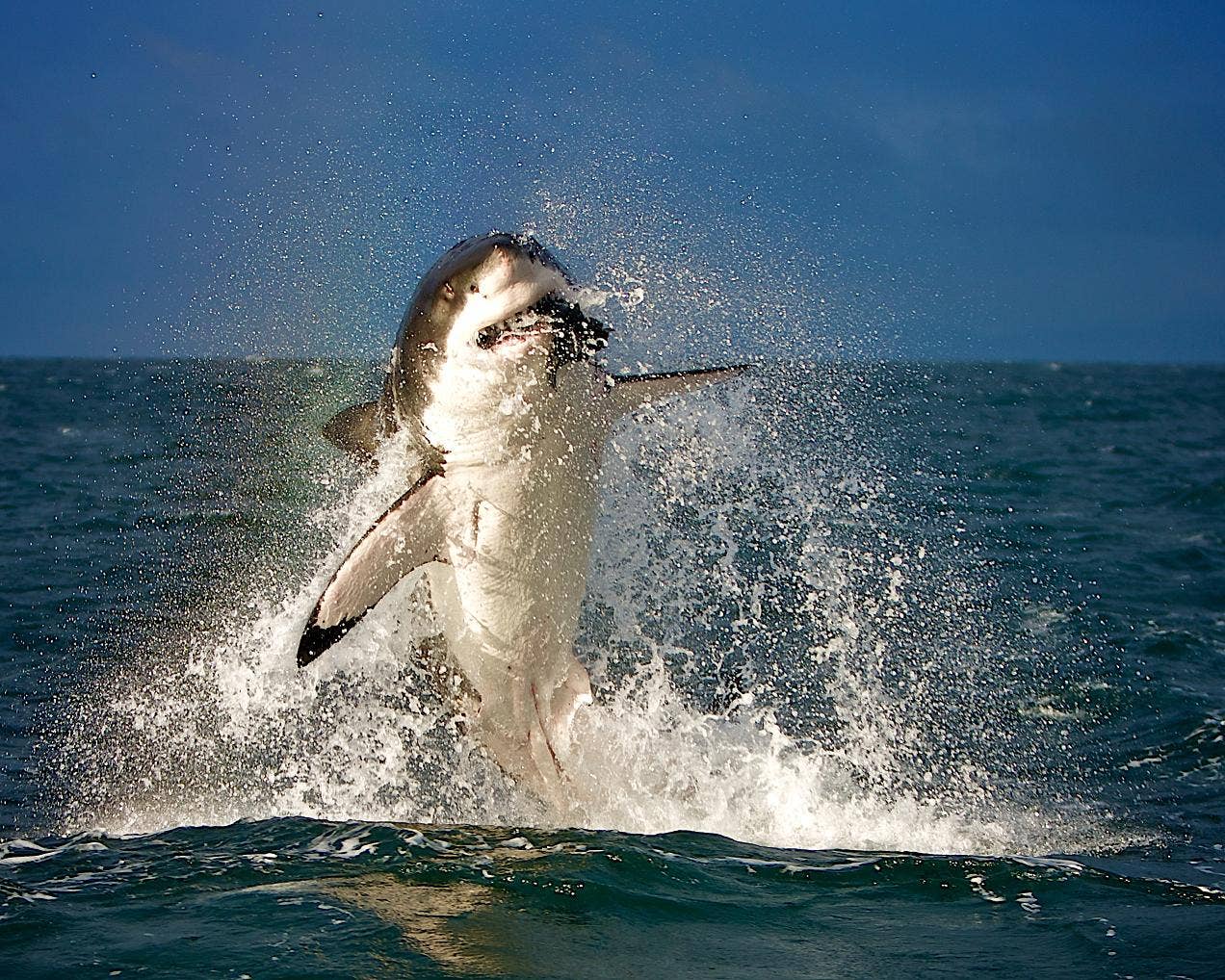 natlgeo_shark.JPG